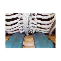 Back Stretcher -Psychomotor Sex Shop 219 5100 3